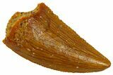 Serrated Raptor Tooth - Real Dinosaur Tooth #300840-1